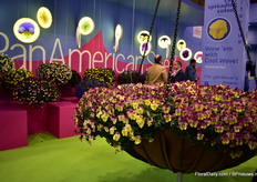The large hanging basket of PanAmerican Seed.